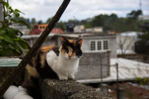 Misho Foto stock