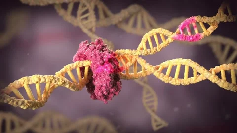 Mismatch repair corrects gene replication errors. 库存影片 345200025
