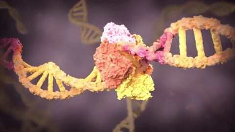 Mismatched genes cannot be repaired, causing replication errors. 库存影片 345200021