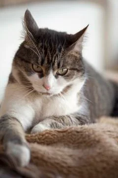 Miss Cat Stock Photos