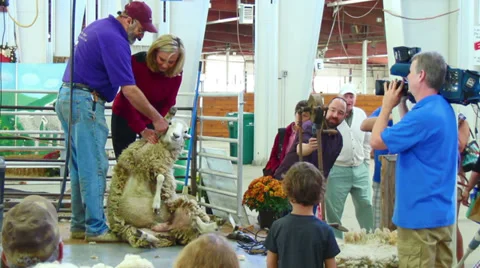 Miss Connecticut 2010 at Big E Sheep Shearing Demo Stock Footage 30477665