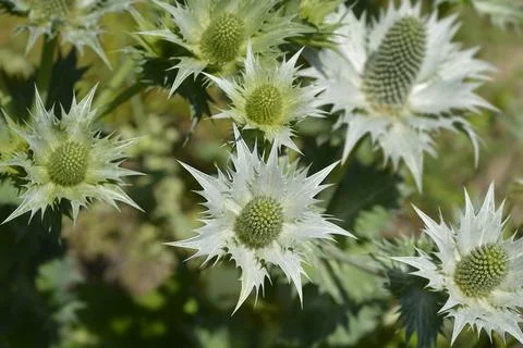 Miss Willmotts ghost Stock Photos