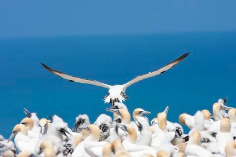 Missed approach. Stock Photos
