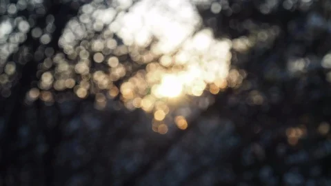 Missed focus, forest and sun bokeh Stock Footage 105087980
