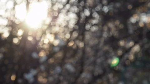 Missed focus, forest and sun bokeh Stock Footage 105090249