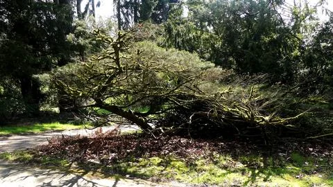 Misshapen Tree In Park Stock Photos