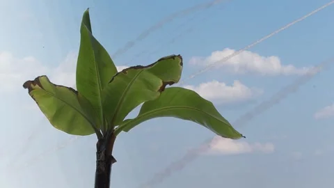 Missile attack in the Middle East. Close-up of a tropical plant with burnt edges Stock Footage 311278269