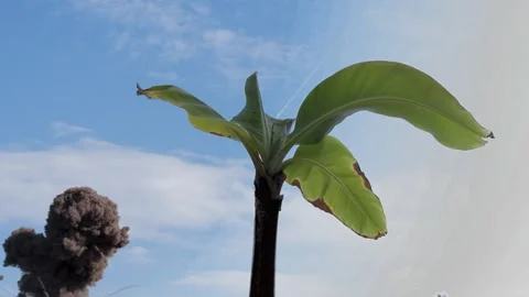 Missiles arrive and explode in front of a palm tree. Video stock 311278202