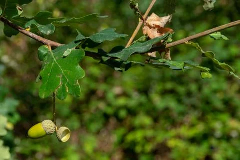 Missing acorn nut Foto stock
