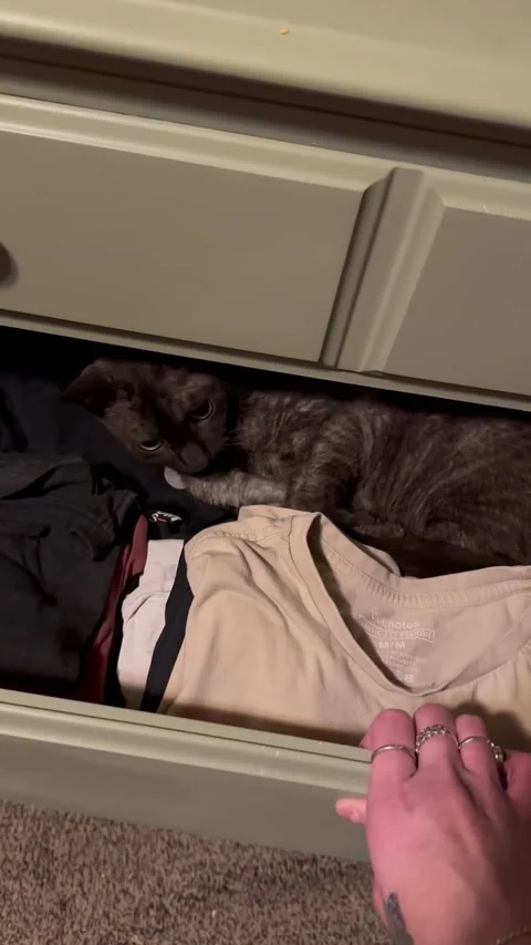 Missing Cat Found Sleeping In Drawer, Canada - 19 Jan 2025 Stock Footage 299945777