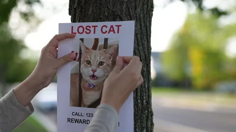 Missing Cat Pet Ad Paper Stock Footage 161921275