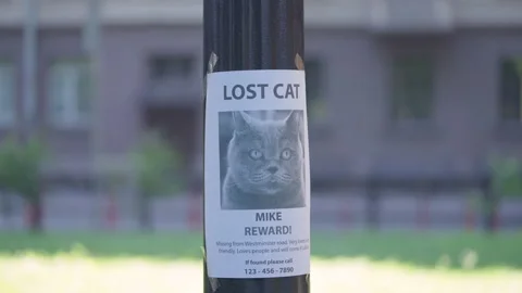 Missing cat poster with information about lost pet, owner searching for friend Stock Footage 163367108