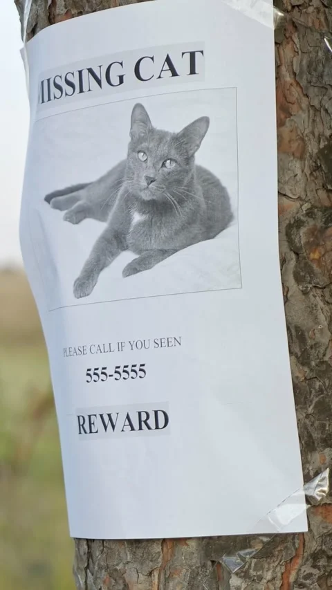 Missing cat poster with reward information and a phone number hanging on a tree Stock Footage 342910879