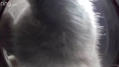 Missing Cat Rings Doorbell, Mastic Beach, New York, USA - 14 Aug 2022 Stock Footage 211728281