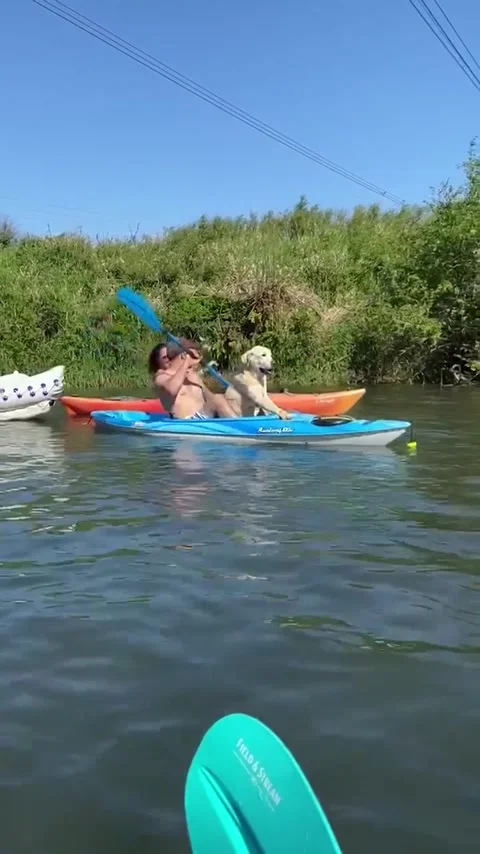 Missing Dog Enjoys River Float Trip Before Being Reunited with His Owners, Bucod Stock Footage 205171630