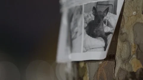Missing dog poster for advertisement, lost or found pet flyer with information Stock Footage 125086060