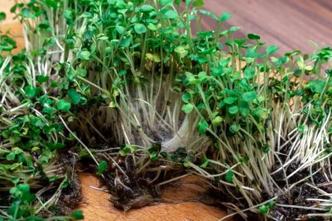 Missing microgreen seedlings. rot. mold. Foto stock