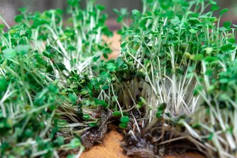 Missing microgreen seedlings. rot. mold. Stock Photos