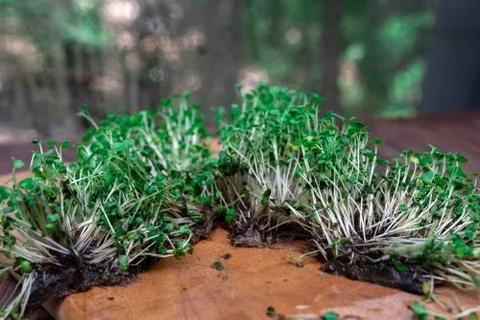 Missing microgreen seedlings. rot. mold. Stock Photos