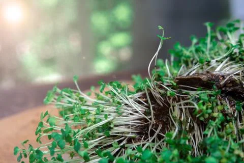 Missing microgreen seedlings. rot. mold. Stock Photos