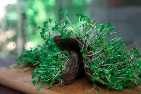 Missing microgreen seedlings. rot. mold. Stock Photos