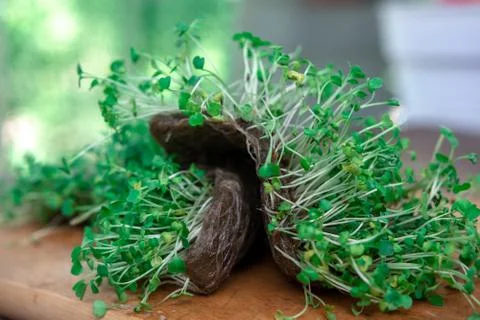 Missing microgreen seedlings. rot. mold. Stock Photos