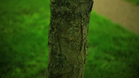 Missing person on tree sign 1 Stock Footage 23167993