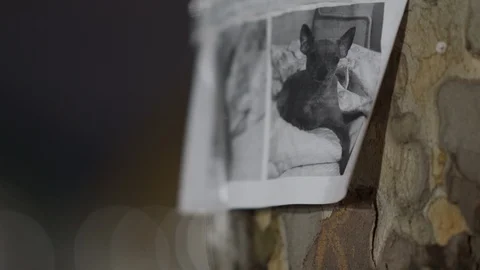 Missing pet poster with information about lost or found Chihuahua tiny dog Stock Footage 125086082