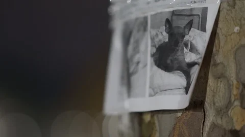 Missing pet poster with information about lost or found Chihuahua tiny dog Stock Footage 126166300