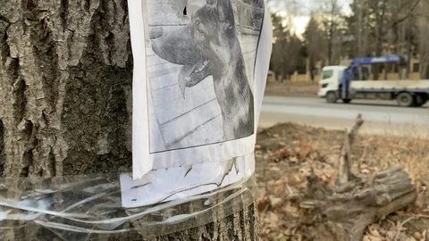 Missing pet poster with information about lost or found German Shepherd dog Stock Footage 127181812