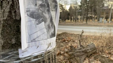 Missing pet poster with information about lost or found German Shepherd dog Stock Footage 127413284