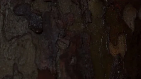 Missing pet poster with information about lost or found Chihuahua tiny dog Stock Footage 136070193