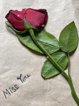 Missing someone very much Stock Photos