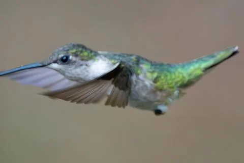 Missing Wing Feather Stock Photos