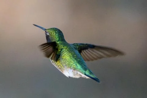 Missing Wing Feather 库存照片