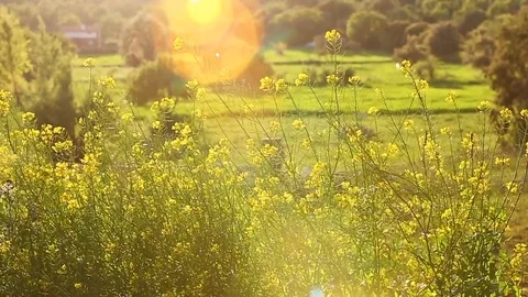 Mission grass backlight and bokeh Stock Footage 93398658