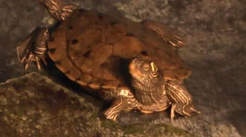 Mississippi Mud Turtle In Pond Stock Footage 58520656