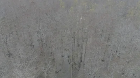 Mississippi Swamp Video stock 101994777