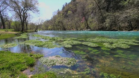 Missouri current river and floating vegetation at big spring Video stock 74090677