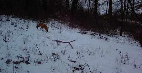 Missouri red fox walking  snow Stock Photos