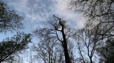 Missouri spring clouds &amp; trees ca Stock Footage 26241696