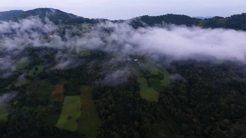 Mist Above The Pine Forest Stock-Footage 95727847