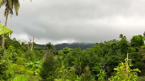 Mist in Amazon Rain forest, Brazil Stock Footage 239187739