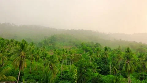 Mist in Amazon Rain forest, Brazil Stock Footage 239187876