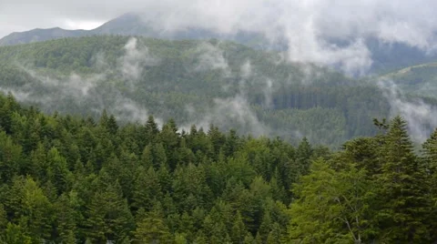 Mist among trees Stock Footage 1040932
