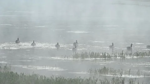 Mist and Canada Geese Stock Footage 158192529