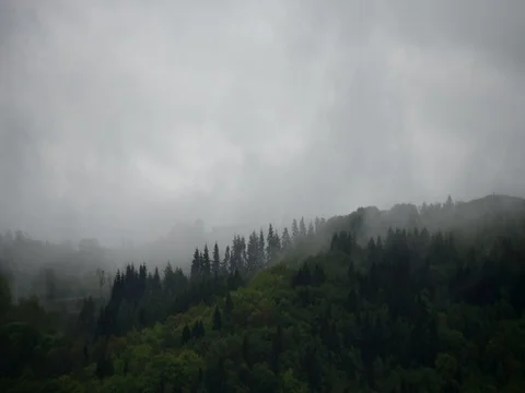 Mist and clouds swirling over trees in forest covered hill time-lapse Stock Footage 76466214