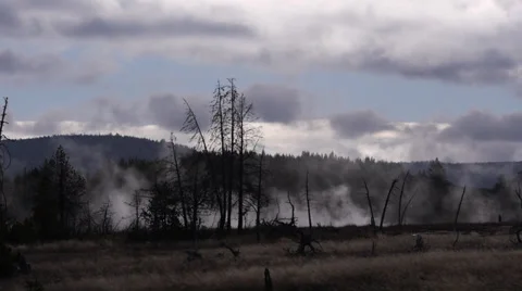 Mist and Dark Trees in Yellowstone National Park Stock Footage 32171303