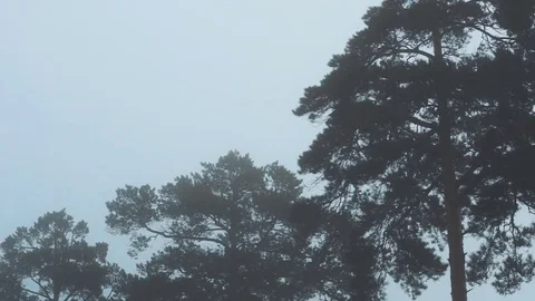 Mist and fog in dark forest Stock Footage 80232989