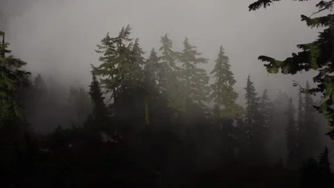 Mist and fog through trees and sunlight Видео 219904646